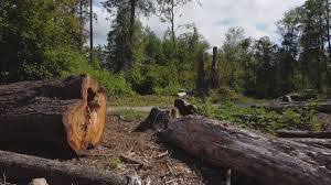 How Our Tree Care Process Works  in  Gilcrest, CO