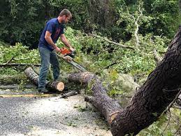 Best Tree Risk Assessment  in Gilcrest, CO
