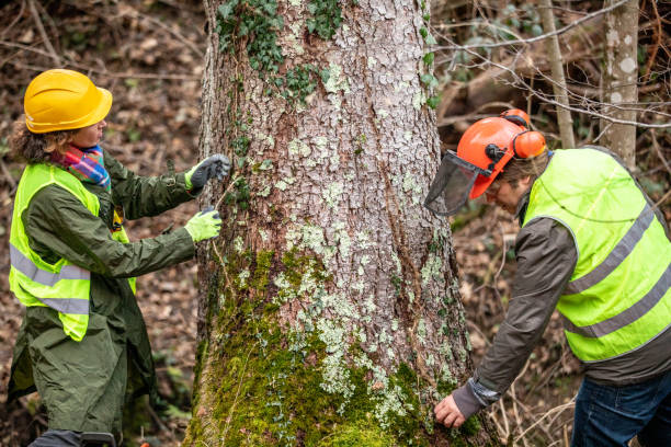 Best Commercial Tree Services  in Gilcrest, CO