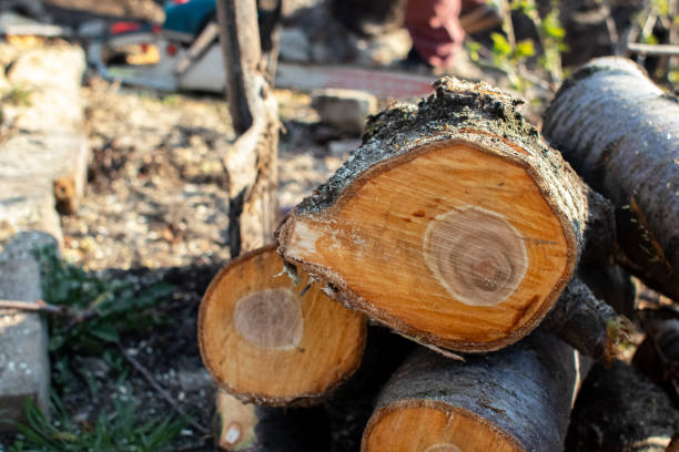 Gilcrest, CO Tree Care Company